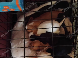 Cocker spaniel pups