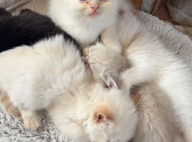 4 Himalayan X Chinchilla Persian Kittens Looking for a home