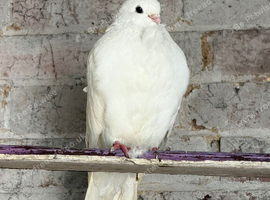 Figurines pigeon