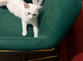 Looking for loving home for coco