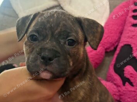 ️Pocket bully x Staffie pups 2 left ️