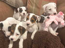 Outstanding jack Russell pups