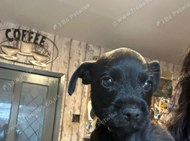 Patterdale Terriers Pups For Sale