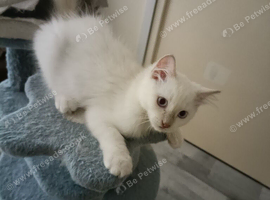 Ready now Rare active fawn point boy