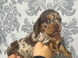 For sale two little dashund puppy's