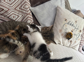 Kittens