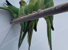 Indian Ringneck