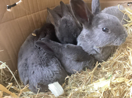 Baby mini Rex&rsquo;s