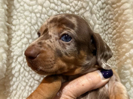 Beautiful Miniature Dachshund Puppies