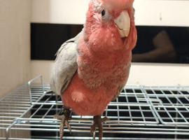 Baby galah cockatoo