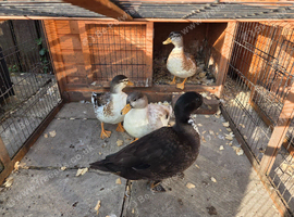 Call duck males