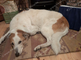 Elderly lurcher Patch looking to spend his final days somewhere understanding and peaceful