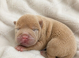 Bull pug x shar pei