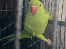 Female ringneck