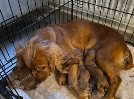 5 pedigree cocker spaniels