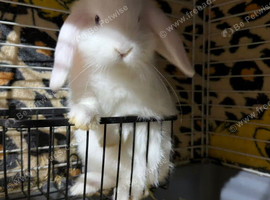 Minilop - lovely baby boy
