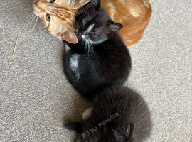 Male kittens for sale