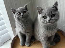 Beautiful British Shorthair Kittens