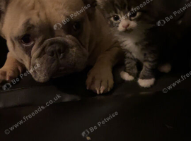 Two Kittens For Sale