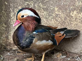 Mandarin duck pairs/ male/ female