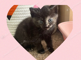 Beautiful Kittens