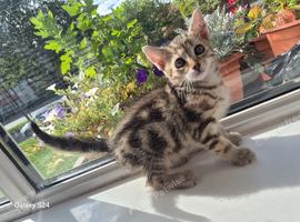 Adorable Tabby female Looking for Loving Home