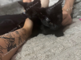 2 male kittens