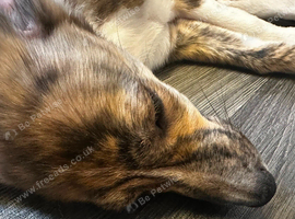 Lurcher x bordercollie