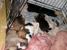7 Beautiful Dashund/staff/French bulldog mix
