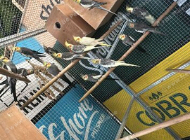 Cockatiels