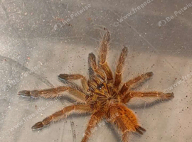7cm OBT (Females)