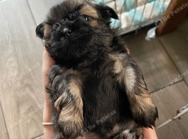 imperial karisishi dobie shih tzus