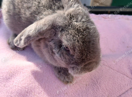 Plush Mini lop