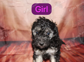 Toy poodle puppies