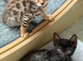 Ready now ....3 Pure bengal babies