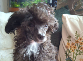 Papillon x Toy poodle x 2 females