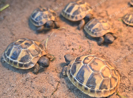 2026 herman hatchling (eastern)