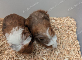 Adorable baby Guinea pigs
