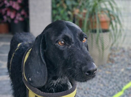ARWEN &ndash; ONLY 13 MONTHS OLD&hellip; AND ALREADY SURVIVED HELL