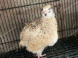 Jumbo quails