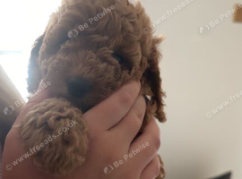 Tiny cockapoo puppies