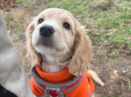 F1b cockapoo cream girl