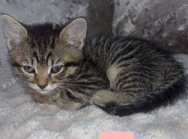 Kittens