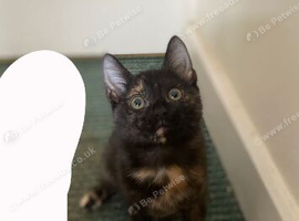 Baby female kitten