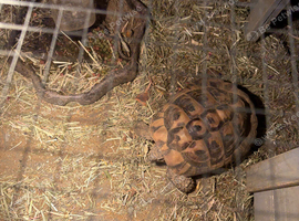 5 year old Herman tortoise