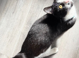 Male cat