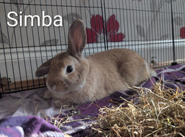 Older buns looking for new homes