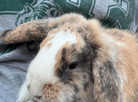 Lop Rebbits