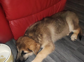 Hi I have 2 puppies left ready now