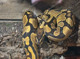 Royal Python